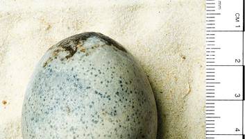 Fund aus römischer Zeit - 1700 Jahre altes unbeschädigtes Ei gefunden - innen noch flüssig