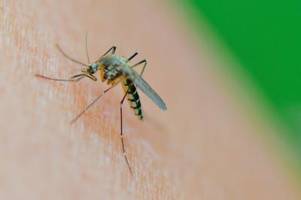 dengue-fieber: italien erhöht sicherheitsmaßnahmen an häfen und flughäfen