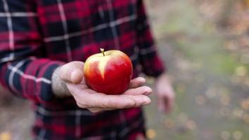 kreuzallergie - plage bei heuschnupfen - warum pollenallergiker oft keine Äpfel vertragen