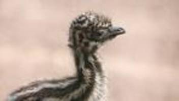 tiere: emu-küken im tierpark chemnitz geschlüpft