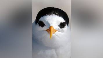 18 küken: rekord-brutsaison für seltensten vogel neuseelands
