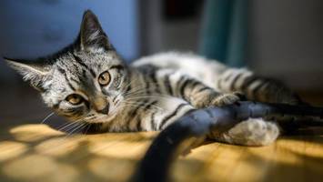 48 Katzen aus Massentierzucht in Berliner Wohnung gerettet