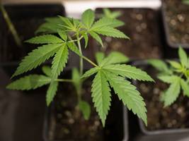 im falle einer cannabis-legalisierung: justiz warnt vor Überlastung durch amnestie-regelung