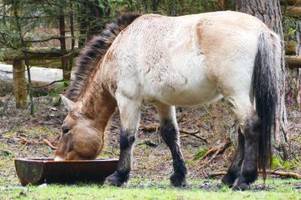 pferd pan tau aus dem stadtwald nach schwerer verletzung eingeschläfert