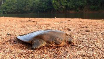 extrem seltene schildkröte in indien entdeckt
