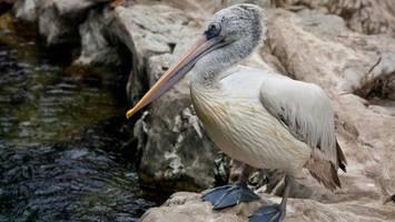 tierpark berlin - schwules berliner pelikanpaar bekommt küken