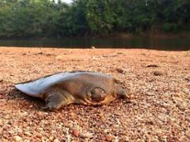 vom aussterben bedrohte art: forscher entdecken extrem seltene schildkröten in indien