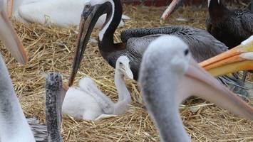 männliches pelikanpärchen adoptiert küken