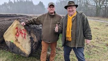 Unterm Hammer: Teuerster Baumstamm kommt aus dem Sachsenwald
