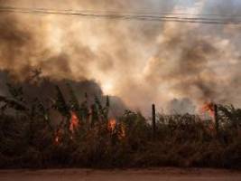 höchster ausstoß seit 20 jahren: waldbrände sorgen für enorme co2-emissionen in südamerika