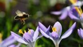 natur: sachsens bienen starten gut in das jahr
