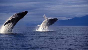 unerwartete beobachtung - männliche buckelwale bei der paarung beobachtet