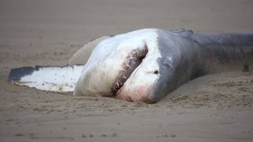 „Bahnbrechende Einblicke“: Einzelner Orca tötet Weißen Hai