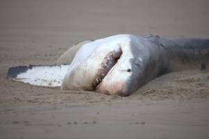 Bahnbrechende Einblicke: Einzelner Orca tötet Weißen Hai