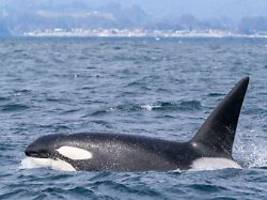 bahnbrechende einblicke: orca tötet im alleingang weißen hai