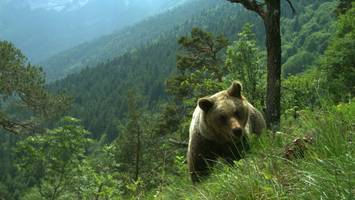 beliebte urlaubsregion in italien - pfefferspray, e-mülltonnen, abschuss: so will trentino sich gegen 100 wilde bären wehren