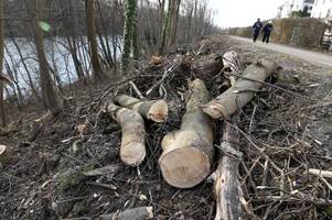 Nach Kahlschlag am Lech: Baum-Allianz attackiert Behörden
