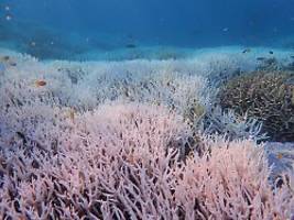 nächste marine hitzewelle: fotos zeigen massenbleiche am great barrier reef