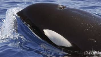 einzelner orca jagt weißen hai – forscher in sorge