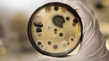 mehr todesfälle durch pilzinfektionen: was dahinter steckt