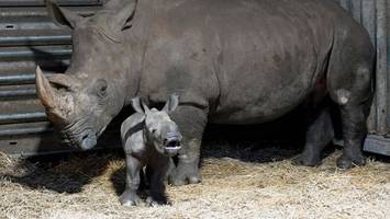 serengeti park hodenhagen: süße Überraschung nach der flut
