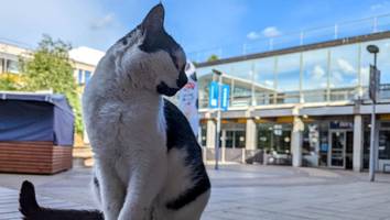 essex  - „campus katze“ geht seit 14 jahren zur uni – nun bekommt pebbles ein denkmal