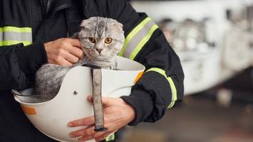 München - Panik-Katze attackiert bei Brand Feuerwehr und verletzt drei Retter