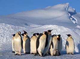 artenschutz: pinguine in gefahr