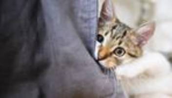 frankenthal : feuerwehr rettet drei katzen vor wohnungsbrand