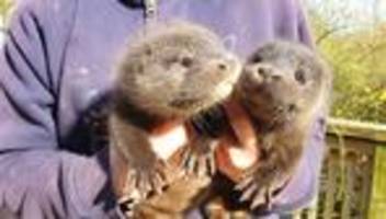 tierschutz: otter-babys entdeck: in wildtierstation gut eingelebt