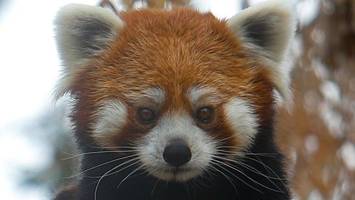 Panda im Gepäck: Tiere am Flughafen Bangkok konfisziert