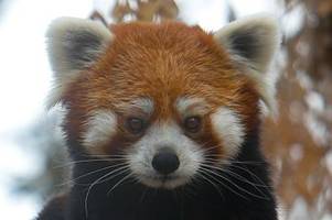 panda im gepäck: tiere am flughafen bangkok konfisziert
