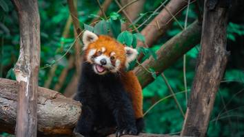 bangkok - roter panda und affen im koffer – flughafenkontrolle überführt tierschmuggler