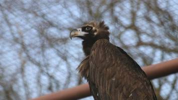 Neue Bewohner in niedersächsische Zoos eingezogen