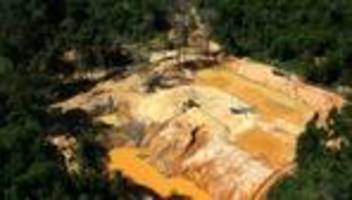 greenpeace: goldschürfer zerstören vier fußballfelder regenwald am tag