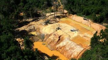 Goldschürfer zerstören vier Fußballfelder Regenwald am Tag