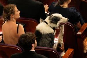 Hund Messi aus Anatomie eines Falls bei den Oscars
