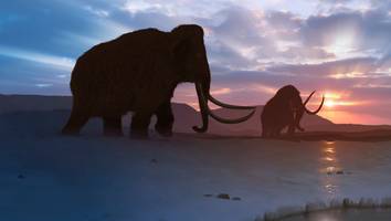 renaturierung der arktischen tundra - wilder plan: wie us-forscher mit geklonten mammuts das klima retten wollen