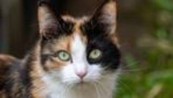 gemeinderatsbeschluss: katzen in mannheim müssen kastriert werden