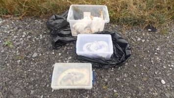 27 tote Schlangen an Straßenrand in Wales entdeckt