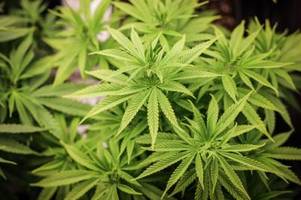 Cannabis-Legalisierung: Unions-Minister wollen Klage prüfen