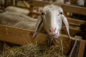 Tote und eingesperrte Schafe in Schuppen gefunden