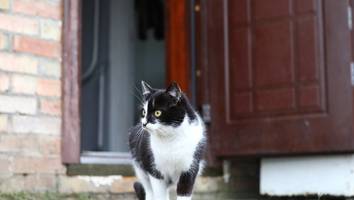 giftige gefahr auf vier pfoten - verseuchte katze löst alarm in japanischer stadt aus