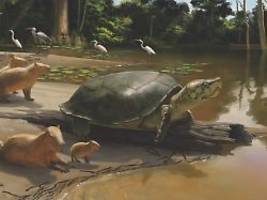 bisher unbekannte art: riesige fossile süßwasserschildkröte entdeckt