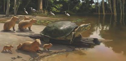 brasilien: fossile amazonas-schildkröte peltocephalus maturin entdeckt