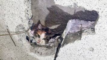 Mit Bohrer: Feuerwehr rettet Katze aus schmalem Spalt