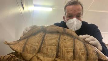Serie toter Riesenschildkröten: Halter soll bestraft werden