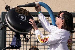 Bienenangriff unterbricht Tennisspiel von Alexander Zverev