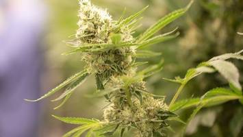 wahlmann warnt in brief an lauterbach vor cannabis-gesetz