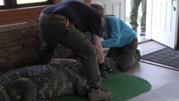 polizei beschlagnahmt reptil  - mann hält riesigen alligator im pool und lädt kinder zum schwimmen ein